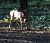 Westwood2013 Deer 036